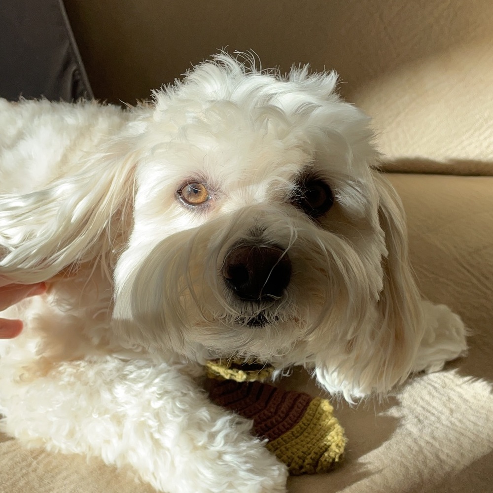 Meet your Posher, Angelina - Picture 1 of 1